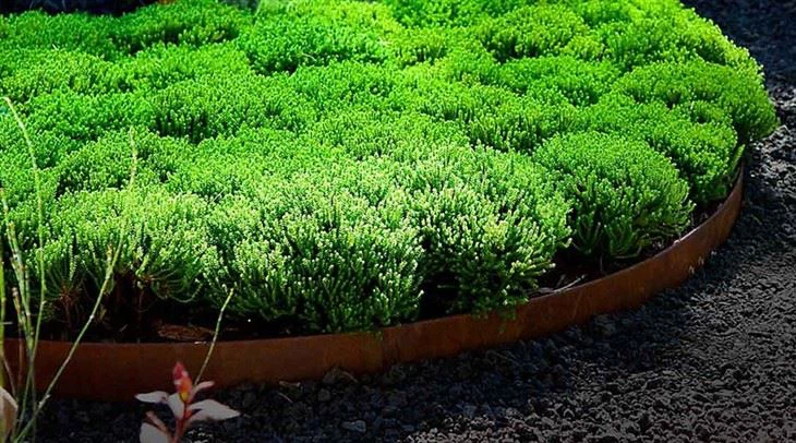 Lawn Root Partition
